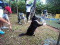 Campeonato Brasileiro de Agility 2012-2013 - 3ª e 4ª etapas