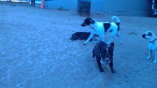 French Bulldog Kiki-Boston Terrier Match-Up
