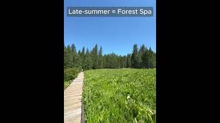 Hidden Forest Campground Near Sacramento Pipi Riverside Escape