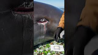 Perby Rushes To Save Stranded Whales