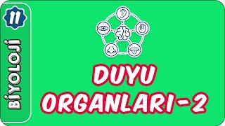 Duyu Organları-2 11.Sınıf Biyoloji