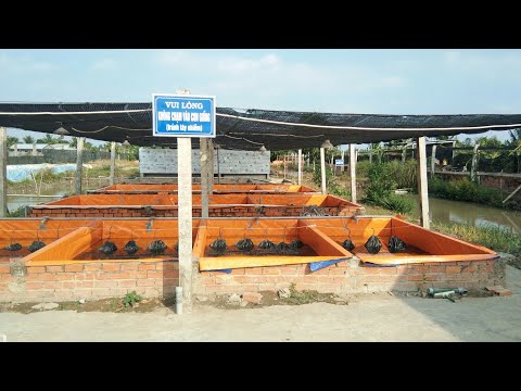 Khám phá trang trại lươn giống lớn nhất Cần Thơ ?? (Eel farm in Can Tho, Viet Nam)