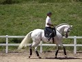cavalos
