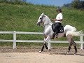 cavalos
