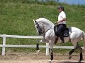 cavalos