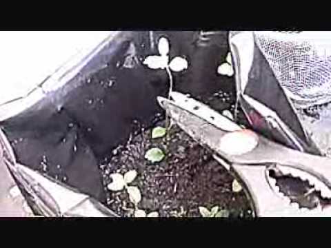 COMO PRODUCIR PLANTA DE ESTEVIA en tu casa HOW TO PLANT COMO PRODUCIR PLANTA DE ESTEVIA en tu casa HOW TO PLANT