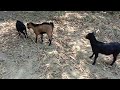 Baby goats mating//goat breeding #goat #pets #animals
