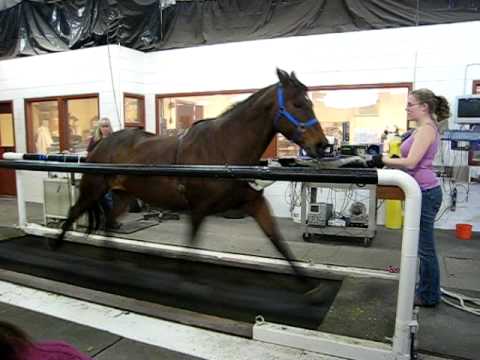 Hartpury College 2009 - ESMA - Treadm.