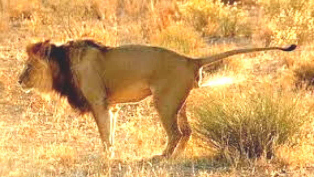 A lions dick