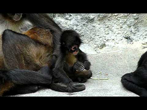 ジェフロイクモザルの赤ちゃん。 Baby Black-handed spider monkey．
