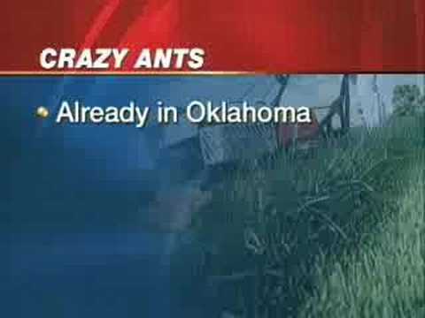 crazy-ants-that-eat-electronics-marching-to-oklahoma.html