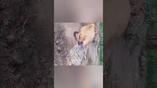 Cow Giving Birth To Calf