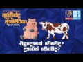 එළදෙනෙක් වෙනවද? ඌරෙක් වෙනවද?