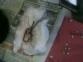 image Pengobatan Alternatif Dari Teluh Santet