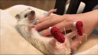 CUTEST HEDGEHOG EVER | COMPLICATION | 2017 | PART 1