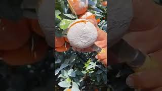 Video That Make You Relaxing& Asmf Tok