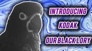 Introducing Kodak, Our Black Lory Parrot