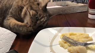 Funny cats,TRAY NO LAUGH