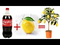trucco infallibile per moltiplicare un limone, lemon tree, citron, planta limon,