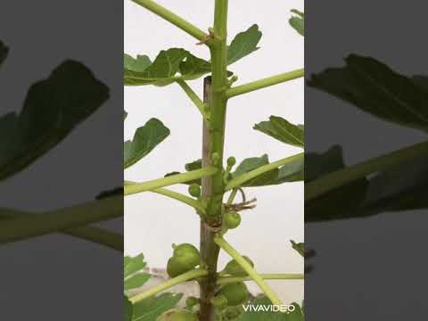 Sự thay đổi của sung ngọt vườn nhà khi chín fig