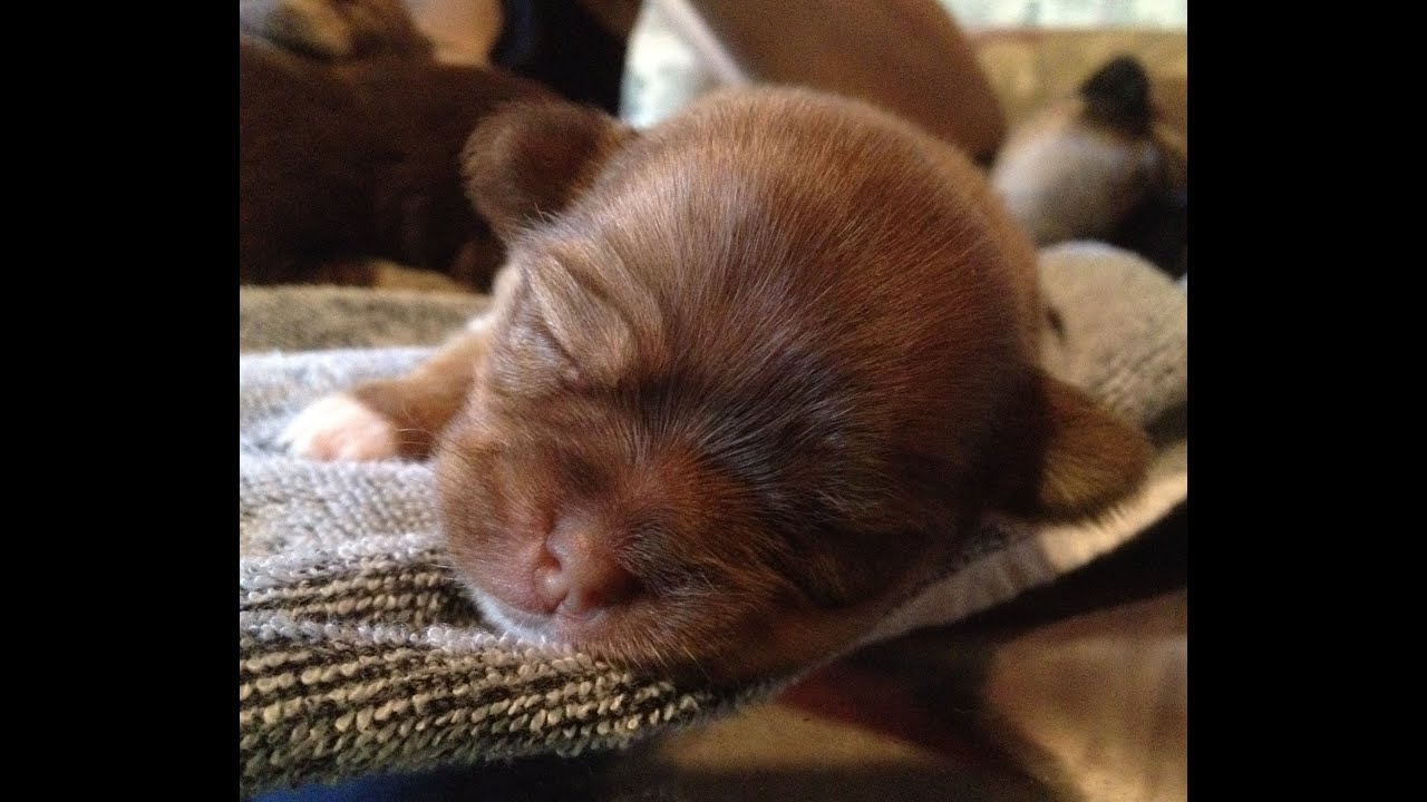 one week old mixed Chihuahua Terrier Pomeranian puppies - YouTube one week old mixed Chihuahua Terrier Pomeranian puppies - YouTube