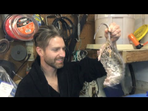 Worlds Biggest Rat