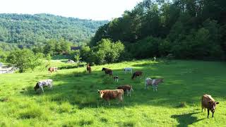 Коровы На Прогулке