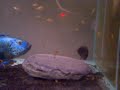 Electric Blue Jack Dempsey - Breeding Project