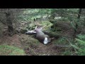 Heart shot roe deer 308 win 150gr Hornady sst and track