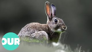 Can Blackscar The Rabbit Avoid Peril & Myxamatosis? Our World