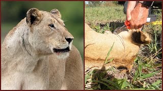 Pregnant Lioness Caught in a Snare!