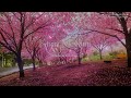 [Lyrics+Engsub+Vietsub] Kiraz Mevsimi (Slow) - Volkan Akmehmet & Aydilge (Cherry Season OST)