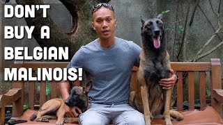 JANGAN BELI ANJING KAYAK SPARTA/ANUBIS!!