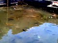 Cara Budidaya Dan Merawat Ikan Gurame Di Kolam Terpal Dan images Cara Budidaya Dan Merawat Ikan Gurame Di Kolam Terpal Dan