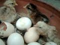Chicken Egg Hatching A Baby Chick