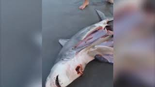 Karaya Vuran Ölü Köpek Balıgının Karnindan Cikan Şeyr Siz Bile Inanamayacaksınız.