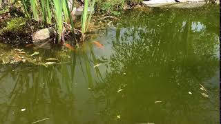 SF - Garden - Carp