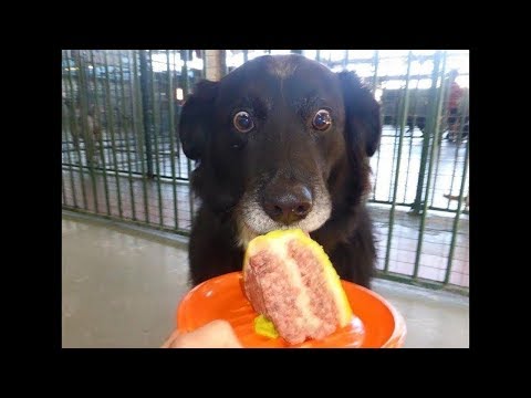 Funny Cat Videos Compilation