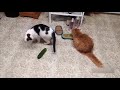 Funny Cat Videos Compilation