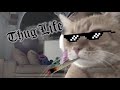 Funny Cat Videos Compilation