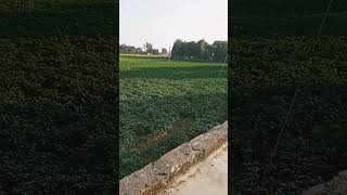 Viral Video Vlogs