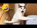 Hilarious Cats and Dogs 😹🐶 Funniest Animals 2024 🤣 Part 14