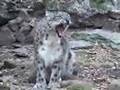 SNOW LEOPARD Species Spotlight - Big Cat TV