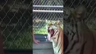 Tiger Is Licking Feet