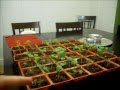 Starting Tomato / Cucumber Seeds - Video 4 of 6, with Bring Back the Farm