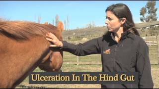 How To Understanding Equine Diarrhea