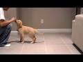 Peanut Golden Retriever at 10 weeks old doing tricks