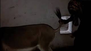 Donkey Meting With Man Full Video