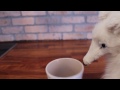 Relaxing after a hard days work! - Mondays with Mr.Fox