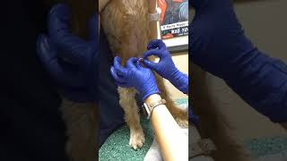 Treating Your Dogs Un-Retracting At Home Save 200 Vet Bill
